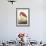 American Flamingo-John James Audubon-Framed Art Print displayed on a wall