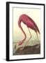 American Flamingo-John James Audubon-Framed Art Print