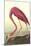 American Flamingo-John James Audubon-Mounted Art Print
