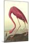 American Flamingo-John James Audubon-Mounted Art Print