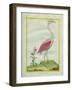 American Flamingo-Georges-Louis Buffon-Framed Giclee Print