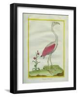 American Flamingo-Georges-Louis Buffon-Framed Giclee Print