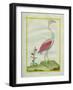 American Flamingo-Georges-Louis Buffon-Framed Giclee Print