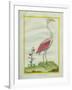 American Flamingo-Georges-Louis Buffon-Framed Giclee Print