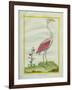 American Flamingo-Georges-Louis Buffon-Framed Giclee Print