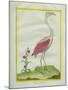 American Flamingo-Georges-Louis Buffon-Mounted Giclee Print