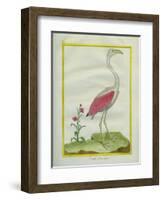 American Flamingo-Georges-Louis Buffon-Framed Giclee Print