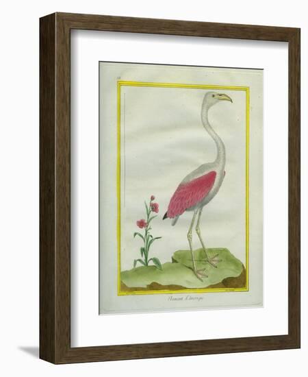 American Flamingo-Georges-Louis Buffon-Framed Giclee Print