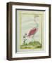American Flamingo-Georges-Louis Buffon-Framed Giclee Print