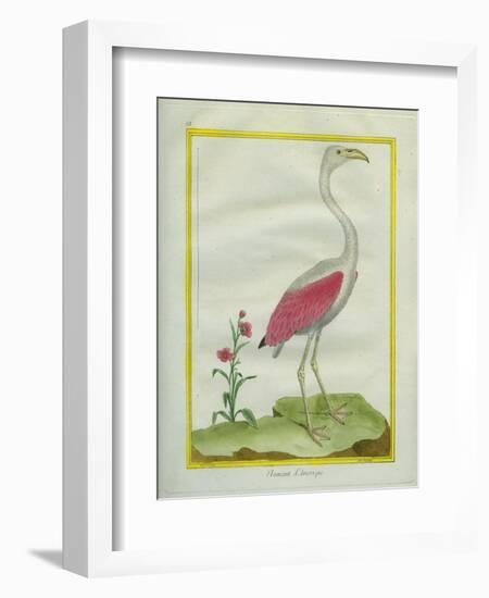 American Flamingo-Georges-Louis Buffon-Framed Giclee Print