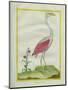 American Flamingo-Georges-Louis Buffon-Mounted Giclee Print