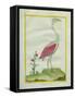 American Flamingo-Georges-Louis Buffon-Framed Stretched Canvas