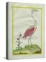 American Flamingo-Georges-Louis Buffon-Stretched Canvas