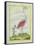 American Flamingo-Georges-Louis Buffon-Framed Stretched Canvas