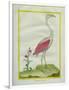 American Flamingo-Georges-Louis Buffon-Framed Giclee Print