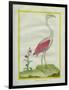 American Flamingo-Georges-Louis Buffon-Framed Giclee Print