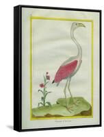 American Flamingo-Georges-Louis Buffon-Framed Stretched Canvas