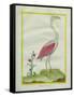 American Flamingo-Georges-Louis Buffon-Framed Stretched Canvas