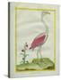 American Flamingo-Georges-Louis Buffon-Stretched Canvas