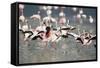 American Flamingoes-DLILLC-Framed Stretched Canvas