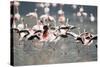 American Flamingoes-DLILLC-Stretched Canvas