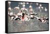 American Flamingoes-DLILLC-Framed Stretched Canvas