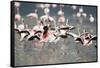 American Flamingoes-DLILLC-Framed Stretched Canvas