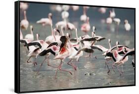 American Flamingoes-DLILLC-Framed Stretched Canvas