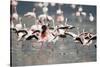 American Flamingoes-DLILLC-Stretched Canvas