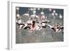 American Flamingoes-DLILLC-Framed Photographic Print