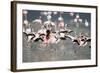 American Flamingoes-DLILLC-Framed Photographic Print