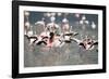 American Flamingoes-DLILLC-Framed Photographic Print