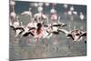 American Flamingoes-DLILLC-Mounted Photographic Print