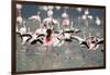 American Flamingoes-DLILLC-Framed Photographic Print