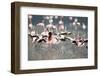 American Flamingoes-DLILLC-Framed Photographic Print