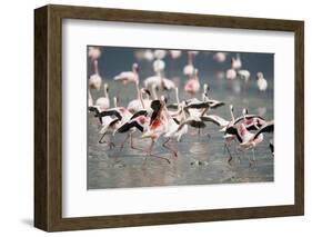 American Flamingoes-DLILLC-Framed Photographic Print