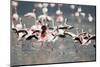 American Flamingoes-DLILLC-Mounted Photographic Print