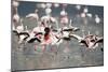 American Flamingoes-DLILLC-Mounted Photographic Print