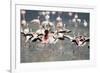 American Flamingoes-DLILLC-Framed Photographic Print