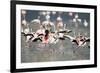 American Flamingoes-DLILLC-Framed Photographic Print