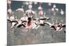 American Flamingoes-DLILLC-Mounted Photographic Print