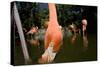 American Flamingos at Ardastra Gardens, Zoo, and Conservation Center-Paul Souders-Stretched Canvas