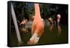 American Flamingos at Ardastra Gardens, Zoo, and Conservation Center-Paul Souders-Framed Stretched Canvas