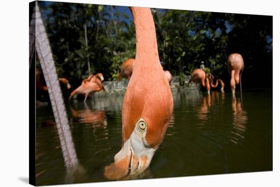 American Flamingos at Ardastra Gardens, Zoo, and Conservation Center-Paul Souders-Stretched Canvas