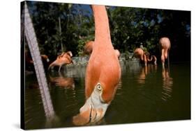 American Flamingos at Ardastra Gardens, Zoo, and Conservation Center-Paul Souders-Stretched Canvas