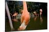 American Flamingos at Ardastra Gardens, Zoo, and Conservation Center-Paul Souders-Stretched Canvas