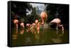 American Flamingos at Ardastra Gardens, Zoo, and Conservation Center-Paul Souders-Framed Stretched Canvas