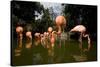 American Flamingos at Ardastra Gardens, Zoo, and Conservation Center-Paul Souders-Stretched Canvas