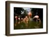 American Flamingos at Ardastra Gardens, Zoo, and Conservation Center-Paul Souders-Framed Photographic Print