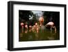 American Flamingos at Ardastra Gardens, Zoo, and Conservation Center-Paul Souders-Framed Photographic Print